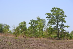 Eco-ferme Lokoli Sinématiali Korhogo Côte d'Ivoire