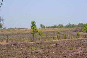 Eco-ferme Lokoli Sinématiali Korhogo Côte d'Ivoire