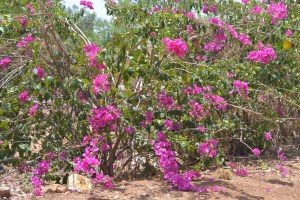 Eco-ferme Lokoli Sinématiali Korhogo Côte d'Ivoire